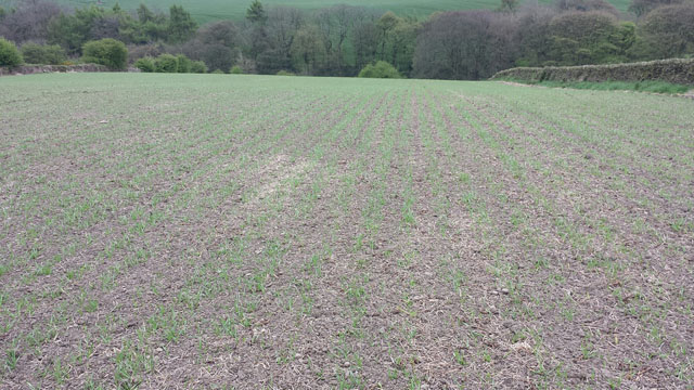 early stage of spring barley